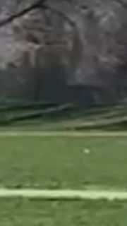 Huge Bowler Celebration