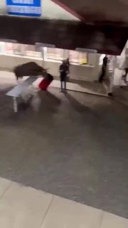 Bull Jumps Fence at Rodeo and Bucks a Fan